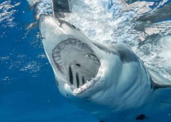 Größter Hai der Welt