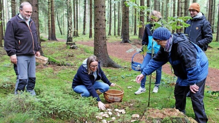 Pilzsammel-Tourismus in Deutschland: Ein wachsender Trend Pilzsammel-Tourismus